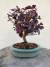 Bonsai Loropetalum com folhas roxas em vaso cerâmico verde, altura total de 25 cm