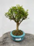 Bonsai Buxus Harlandii em vaso sobre superfície de madeira