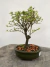 Bonsai Serissa com altura total de 20 cm incluindo o vaso, planta com folhas verdes e pequenas flores