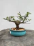 Bonsai Grewia Flor de Lotus em vaso azul pequeno sobre superfície de madeira, com altura total de 14 cm incluindo planta e vaso