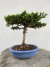 Bonsai Procumbens em vaso cerâmico