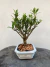 Bonsai Cereja Silvestre com 24 cm de altura total incluindo vaso branco quadrado sobre superfície de madeira