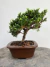 Bonsai Procumbens com altura total de 21 cm, plantado em vaso.