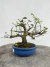 Bonsai Grewia Flor de Lotus com altura total de 15 cm, em vaso azul sobre superfície de madeira