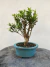 Bonsai Cereja Silvestre com 25 cm de altura total incluindo vaso azul sobre tronco de madeira