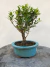 Bonsai Cereja Silvestre em vaso azul, altura total de 23 cm, sobre base de madeira rústica