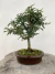 Bonsai Caliandra em vaso sobre tronco de madeira, altura total de 29 cm B204