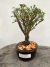 Bonsai Serissa com folhas verdes em vaso sobre tronco de árvore