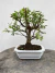 Bonsai Caliandra em vaso verde sobre superfície de madeira