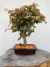 Bonsai Loropetalum com folhas roxas e verdes em vaso verde sobre tronco de árvore, altura total de 30 cm