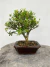 Bonsai Buxus Harlandii em vaso cerâmico marrom sobre superfície de madeira rústica