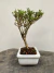 Bonsai Serissa em vaso sobre superfície de madeira