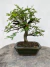 Bonsai Caliandra em vaso sobre tronco de madeira, altura total de 23 cm