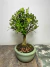 Bonsai Buxus Harlandii em vaso verde, apresentando folhas verdes brilhantes e um tronco robusto.