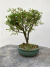 Bonsai Serissa em vaso sobre superfície de madeira, com altura total de 20 cm