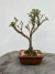 Bonsai Serissa em vaso, altura total de 22 cm
