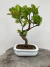 Bonsai Viburno com folhas verdes e pequenos botões em vaso branco quadrado sobre superfície de madeira, altura total de 30 cm.