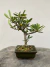 Bonsai Piracanta B20 com altura total de 24cm incluindo vaso quadrado verde escuro, com folhas verdes e musgo no solo, sobre superfície de madeira
