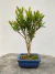 Bonsai Cereja Silvestre - B199 na internet