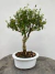 Bonsai Serissa em vaso com altura total de 28 cm, mostrado sobre superfície de madeira.