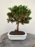 Bonsai Procumbens 