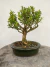 Bonsai Buxus Harlandii em vaso verde escuro redondo sobre superfície de madeira, com altura total de 24 cm incluindo vaso