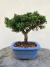 Bonsai Shimpaku em vaso azul quadrado sobre superfície de madeira
