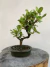 Bonsai Viburno em vaso verde com altura total de 30 cm, exibido sobre uma superfície de madeira