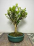Bonsai Buxus Harlandii em vaso, com folhas verdes e tronco visível, em uma mesa de madeira.