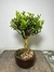 Bonsai Buxus Harlandii em vaso, com folhagem verde e tronco grosso.