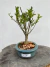 Bonsai Maitenus em vaso azul redondo sobre tronco de madeira, com altura total de 24 cm