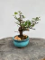 Bonsai Grewia Flor de Lotus em vaso azul pequeno sobre superfície de madeira, com altura total de 14 cm incluindo planta e vaso