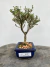 Bonsai Serissa com altura total de 19 cm, plantado em vaso azul quadrado sobre superfície de madeira.
