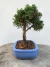 Bonsai Shimpaku em vaso azul com altura total de 17 cm, colocado sobre superfície de madeira rústica