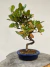 Bonsai Viburno em vaso azul com altura total de 33 cm, exibido sobre um tronco de madeira