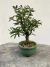 Bonsai Caliandra - B120 - comprar online