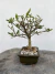 Bonsai de jasmim jovem com folhas verdes em vaso sobre superfície de madeira