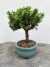 Originário da China Japão e Hemisfério Norte o bonsai de junipero Procumbens possui agulhas verdes que conferem um aspecto cônico
