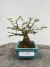 Bonsai Grewia Flor de Lotus em vaso azul sobre superfície de madeira, com altura total de 14 cm.