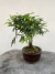 Bonsai Caliandra - B206 na internet