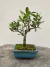 Bonsai Piracanta com folhas verdes em vaso, altura total de 24 cm, sobre tronco de árvore cortado