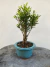 Bonsai Cereja Silvestre com 25 cm de altura total incluindo vaso azul sobre tronco de madeira