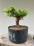 Pré Bonsai Grewia Flor de Lotus em vaso preto