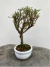 Bonsai Serissa com folhas verdes pequenas em vaso branco sobre superfície de madeira
