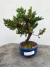 Bonsai Procumbens em vaso azul com altura total de 18 cm, exibido sobre superfície de madeira