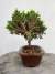 Bonsai Procumbens com altura total de 21 cm, plantado em vaso.