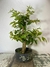 Pré bonsai Gabiroba em vaso preto com folhas verdes vibrantes.