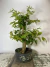 Pré bonsai Gabiroba em vaso preto com folhas verdes vibrantes.
