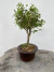 Bonsai Serissa em vaso marrom redondo sobre tronco de madeira, com folhas verdes e crescimento denso