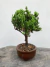 Bonsai Procumbens com 20 cm de altura em vaso marrom sobre superfície de madeira